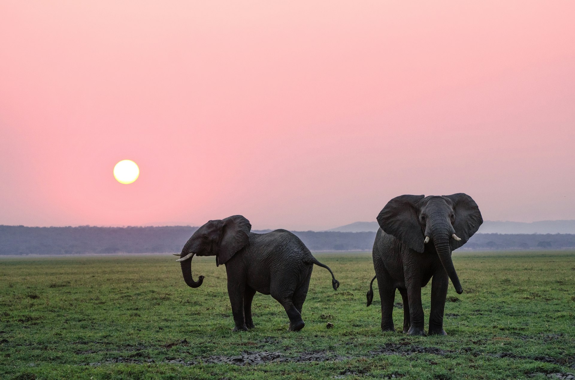 Amboseli National Park Kenya - elephants at sunset on the plains