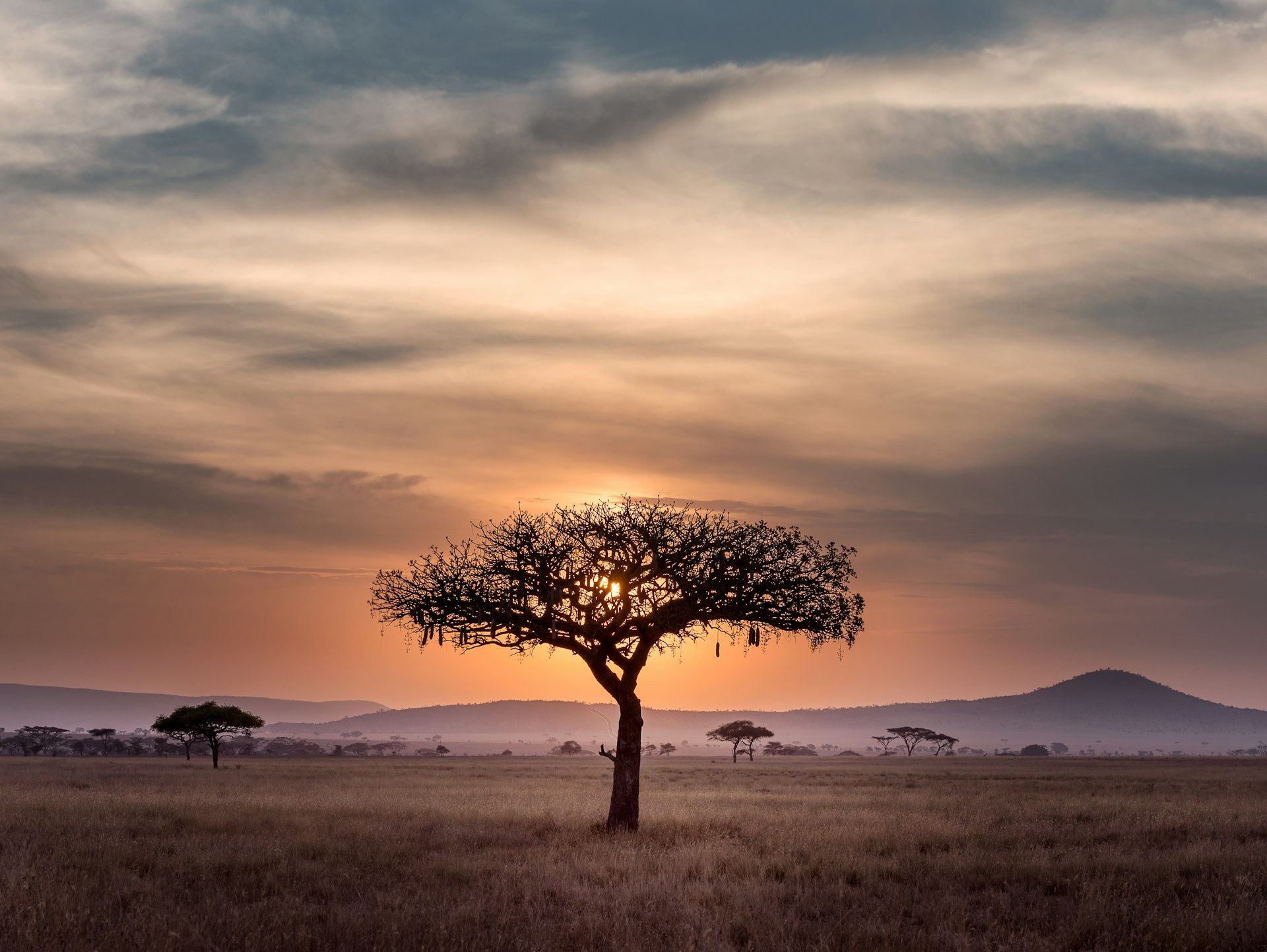 Kenya and Tanzania safari - savannah landscape